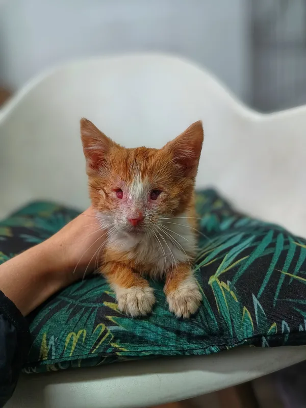 Oddam kota, Olsztyn, Podgrodzie, 10 lipca 2025 (1/2)