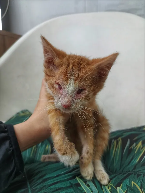 Oddam kota, Olsztyn, Podgrodzie, 10 lipca 2025 (2/2)