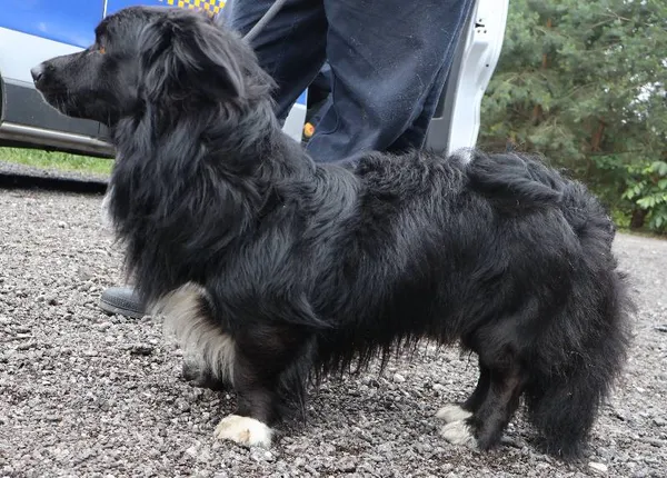 Znaleziono psa, Łódź, 10 lipca 2025 (1/2)