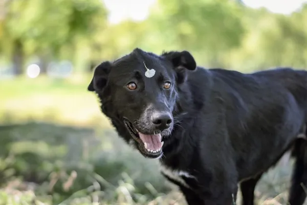 Pies do adopcji, Radom, 10 lipca 2025 (2/5)