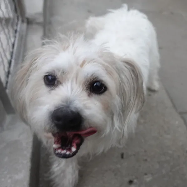 Znaleziono psa, Gdańsk, 10 lipca 2025