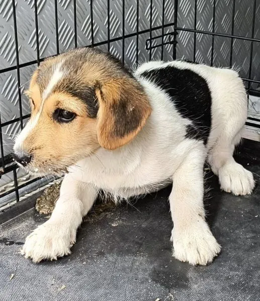 Znaleziono psa, Radom, 8 lipca 2025