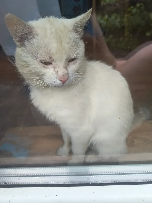 Zaginął kot, Lgota Wielka, 10 lipca 2025 (3/3)