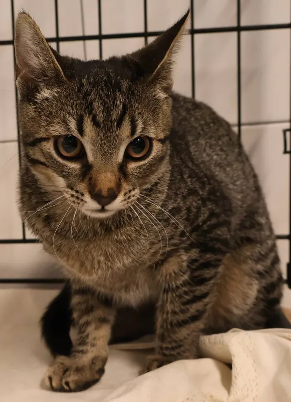 Znaleziono kota, Łódź, 9 lipca 2025 (2/2)