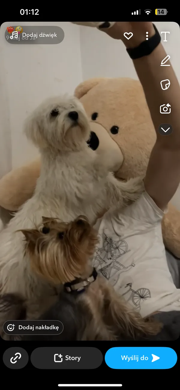 Zaginął pies, Głuchów, 10 lipca 2025 (2/3)