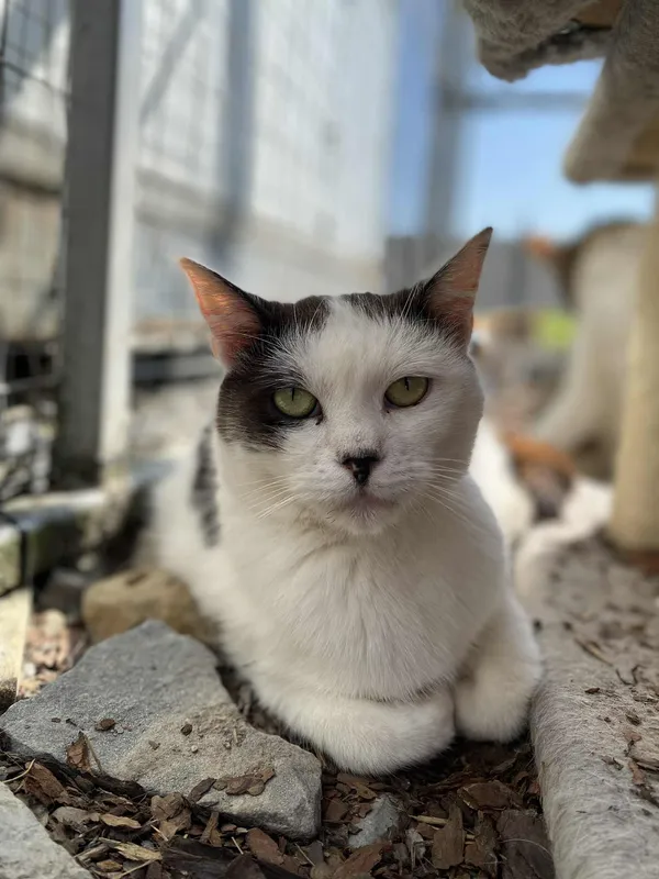 Kot do adopcji, Żywiec, 22 czerwca 2025 (1/4)