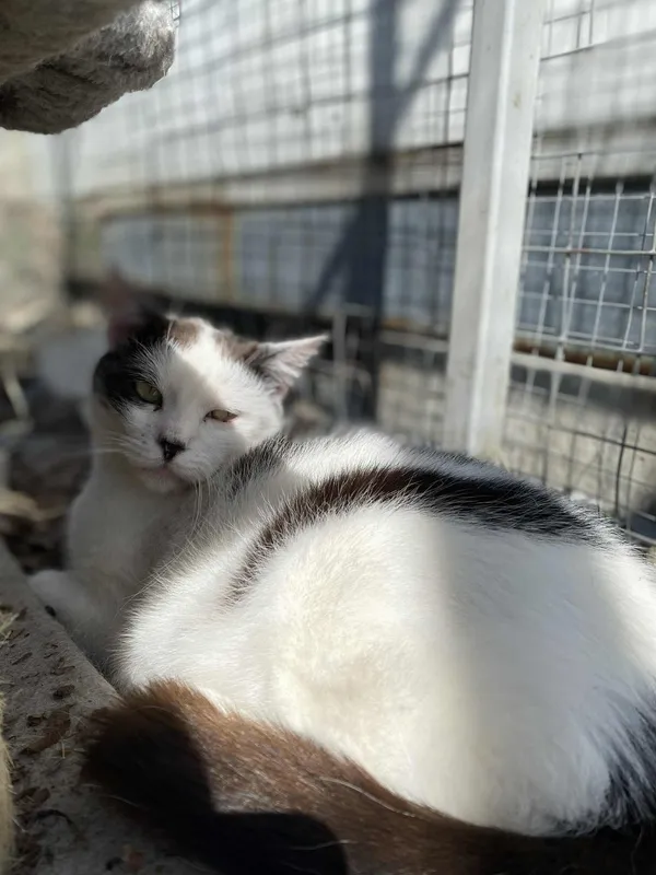 Kot do adopcji, Żywiec, 22 czerwca 2025 (2/4)