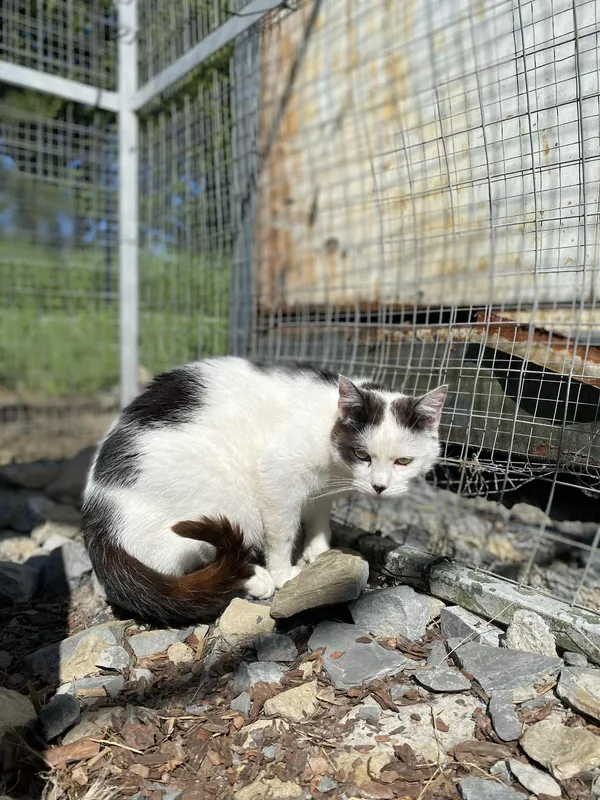 Kot do adopcji, Żywiec, 22 czerwca 2025 (3/4)