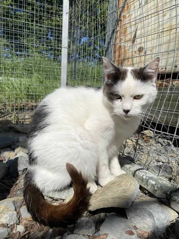 Kot do adopcji, Żywiec, 22 czerwca 2025 (4/4)