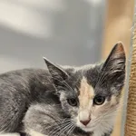 Znaleziono kota