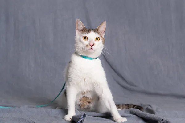 Kot do adopcji, Gdańsk, 10 lipca 2025