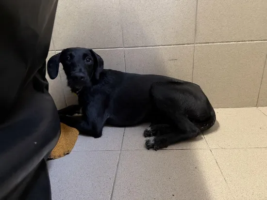 Pies do adopcji, Kraków, 27 maja 2025