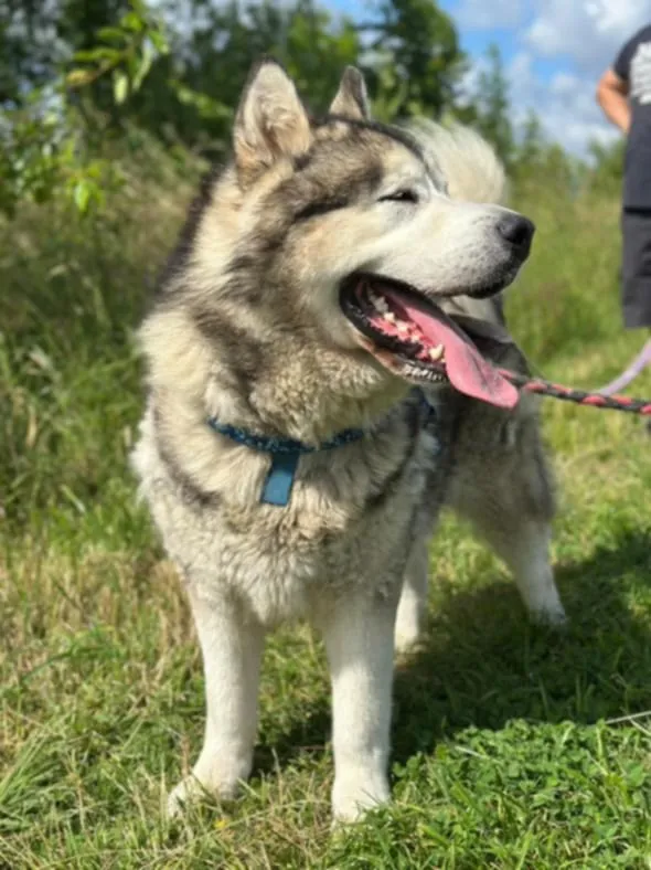 Pies do adopcji, Żywiec, 7 lipca 2025 (5/5)