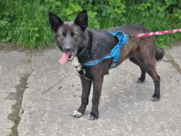 Pies do adopcji, Żywiec, 3 lipca 2025 (1/5)