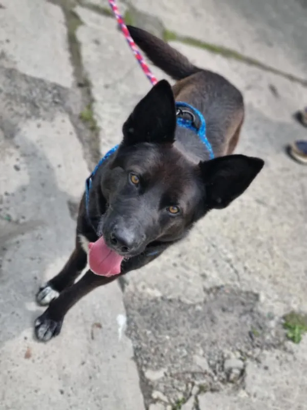 Pies do adopcji, Żywiec, 3 lipca 2025 (2/5)