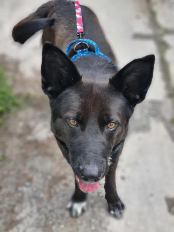 Pies do adopcji, Żywiec, 3 lipca 2025 (3/5)