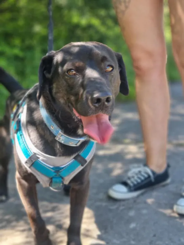 Pies do adopcji, Żywiec, 26 czerwca 2025 (5/5)