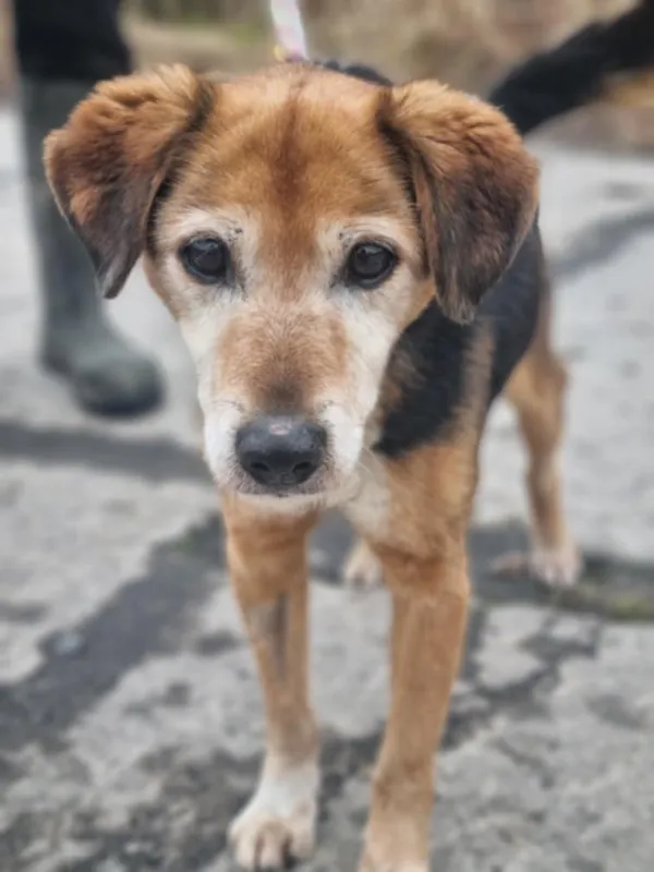 Pies do adopcji, Żywiec, 27 kwietnia 2025 (4/5)