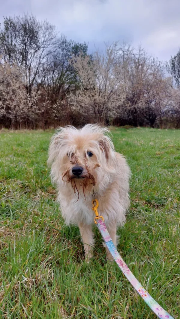 Pies do adopcji, Żywiec, 20 kwietnia 2025 (1/5)