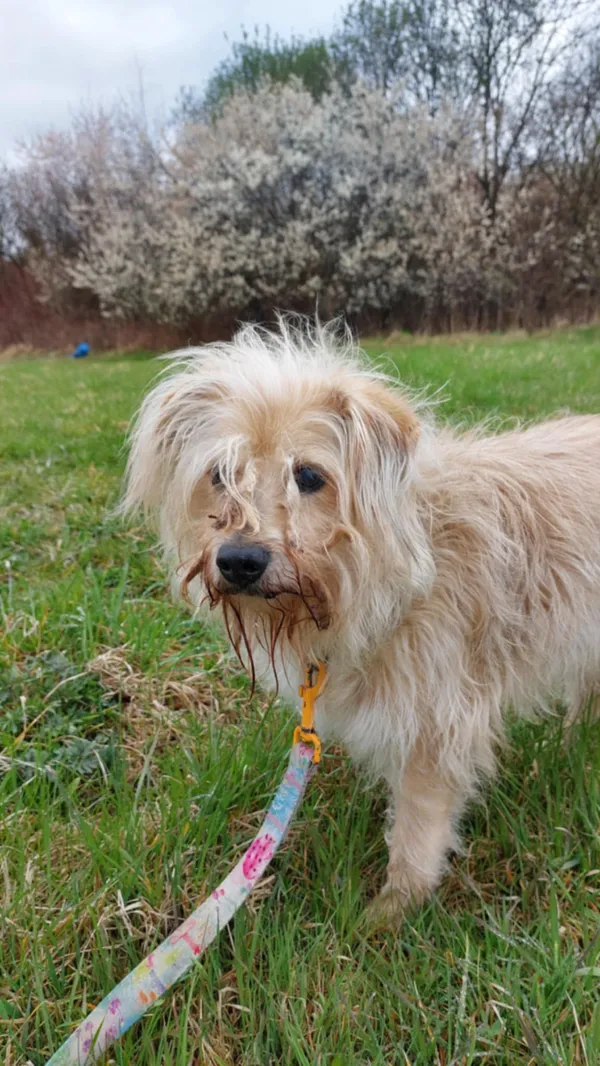 Pies do adopcji, Żywiec, 20 kwietnia 2025 (4/5)