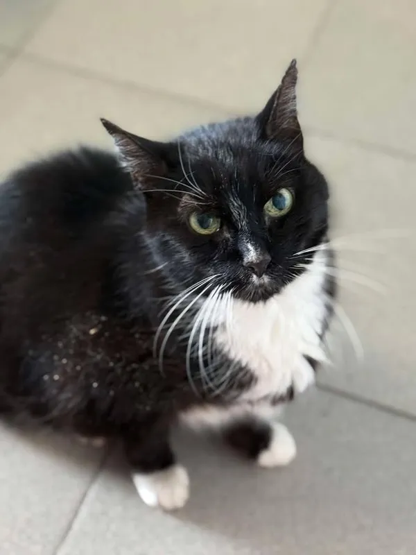 Znaleziono kota, Lublin, 10 lipca 2025