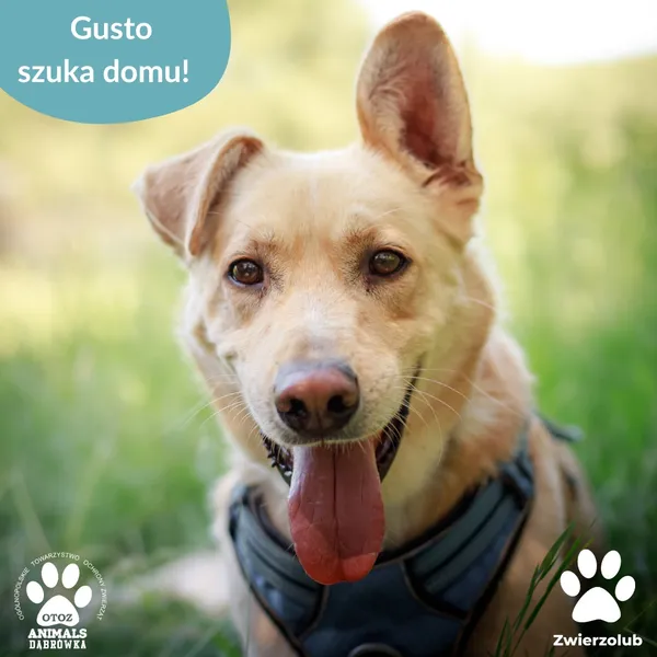 Pies do adopcji, Dąbrówka, 10 lipca 2025 (1/3)