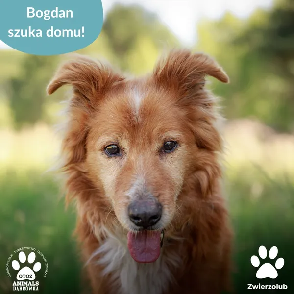 Pies do adopcji, Dąbrówka, 10 lipca 2025 (1/2)