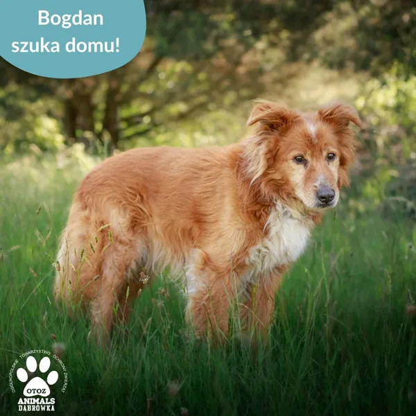 Pies do adopcji, Dąbrówka, 10 lipca 2025 (2/2)