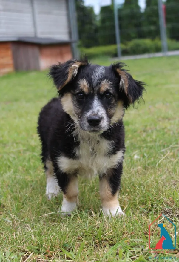 Pies do adopcji, Grudziądz, 24 czerwca 2025