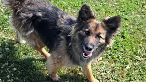 Pies do adopcji, Tatary, 21 marca 2024 (1/3)