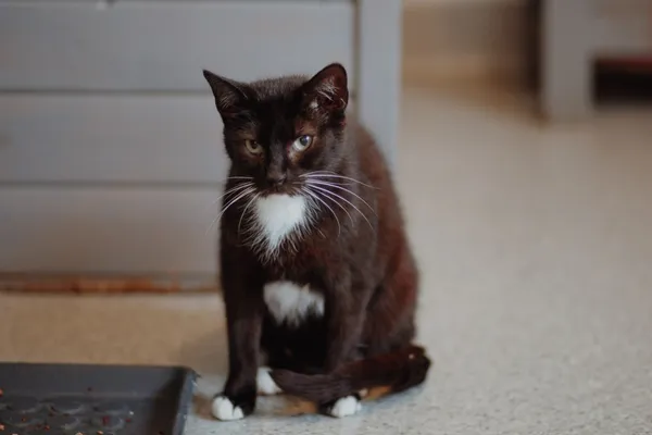 Oddam kota, Gdynia, Mały Kack, 11 lipca 2025 (3/5)