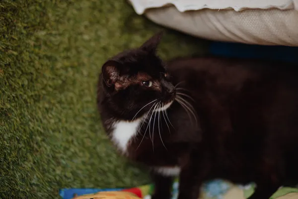 Oddam kota, Gdynia, Mały Kack, 11 lipca 2025 (5/5)