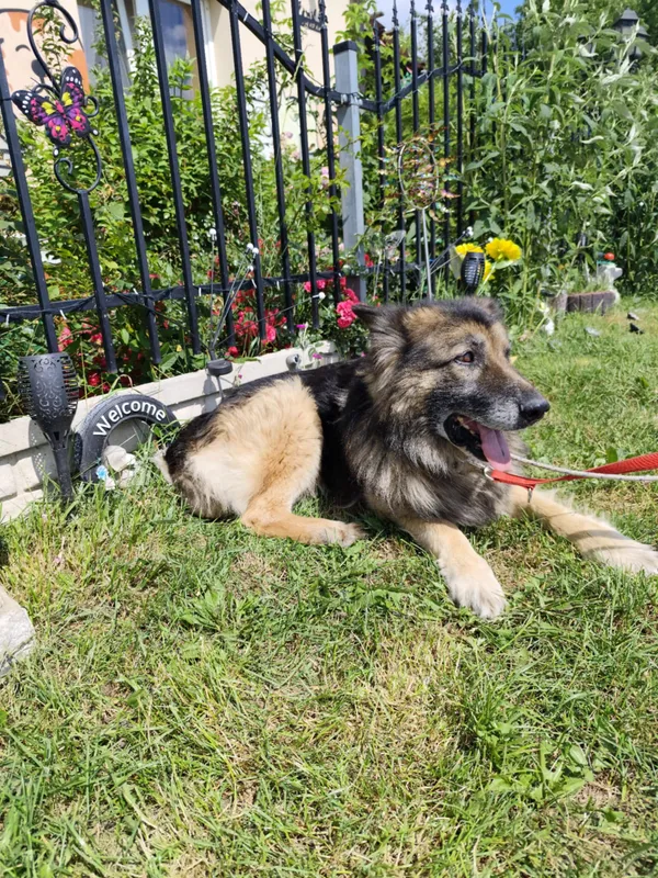 Oddam psa, Warszawa, Stare Bielany, 11 lipca 2025 (3/4)