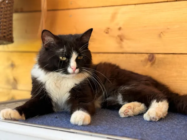 Kot do adopcji, Świdnica, 16 maja 2025 (2/2)