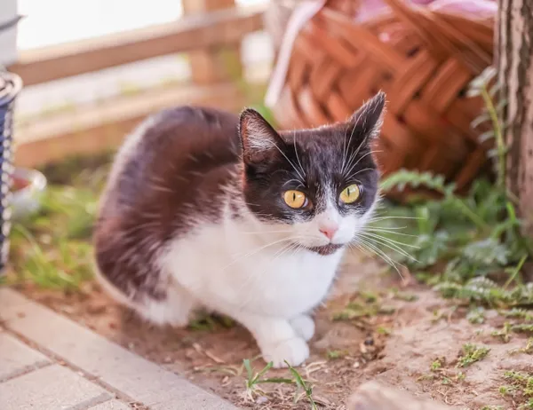 Kot do adopcji, Świdnica, 22 stycznia 2025