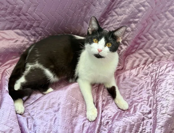 Kot do adopcji, Świdnica, 22 stycznia 2025