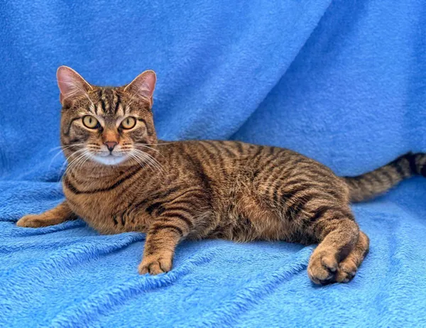 Kot do adopcji, Świdnica, 22 stycznia 2025