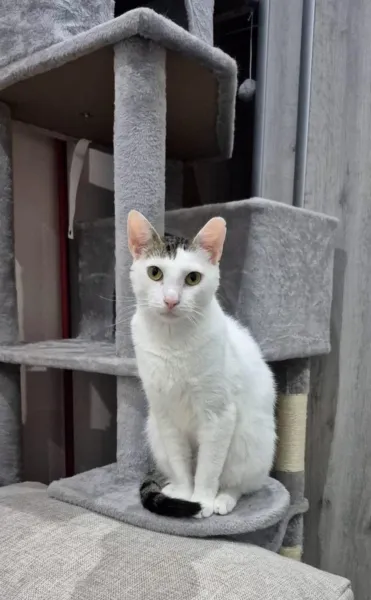 Kot do adopcji, Świdnica, 16 grudnia 2024 (3/3)