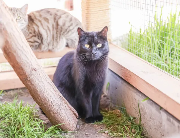 Kot do adopcji, Świdnica, 24 sierpnia 2024