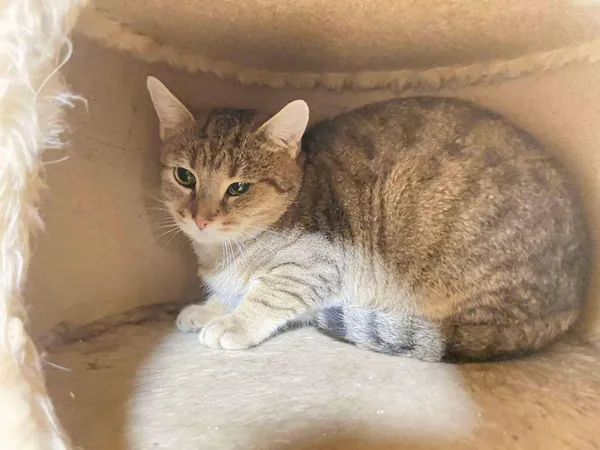 Kot do adopcji, Świdnica, 28 sierpnia 2024 (2/2)