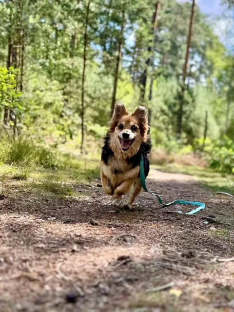 Pies do adopcji, Piła, 8 maja 2025 (2/5)