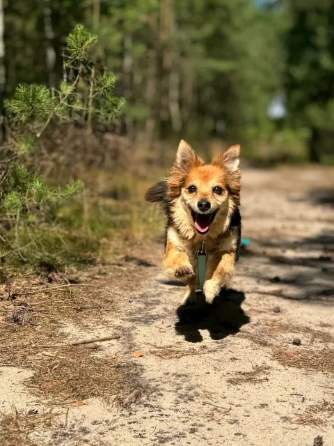 Pies do adopcji, Piła, 8 maja 2025 (5/5)