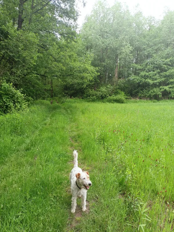 Zaginął pies, Pilawa, 11 lipca 2025 (2/2)