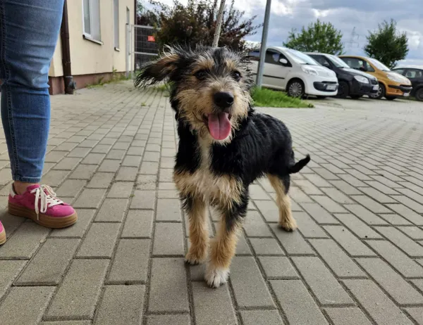 Pies do adopcji, Świdnica, 9 czerwca 2025