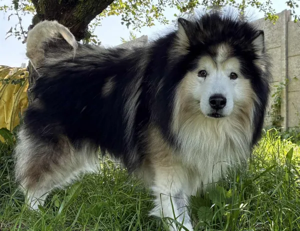 Pies do adopcji, Świdnica, 27 kwietnia 2025 (1/4)