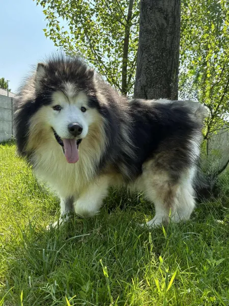 Pies do adopcji, Świdnica, 27 kwietnia 2025 (2/4)