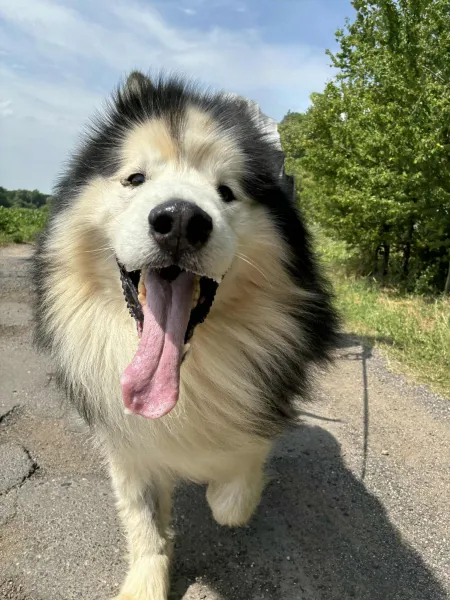 Pies do adopcji, Świdnica, 27 kwietnia 2025 (4/4)