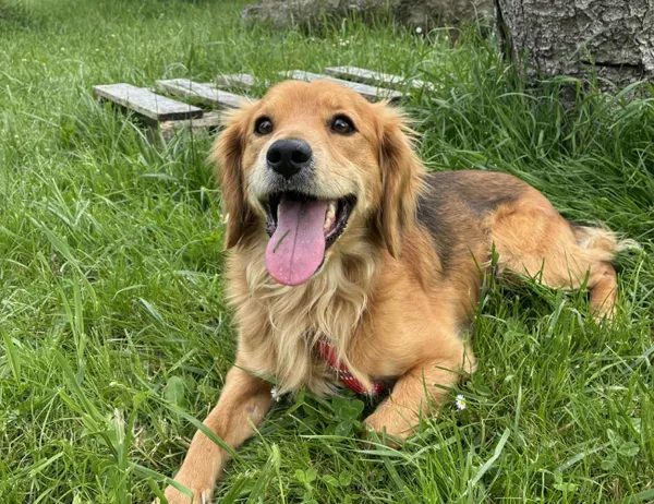 Pies do adopcji, Świdnica, 19 maja 2025