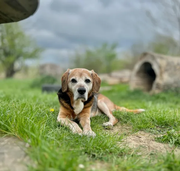Pies do adopcji, Świdnica, 10 marca 2025 (3/4)