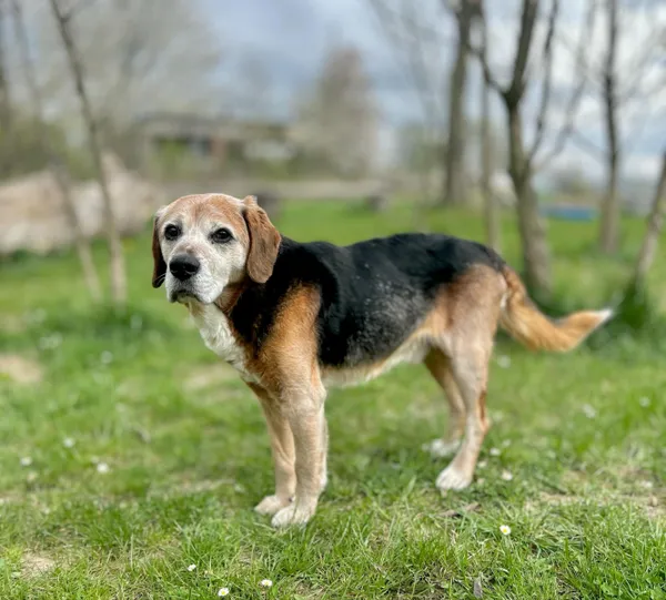 Pies do adopcji, Świdnica, 10 marca 2025 (4/4)